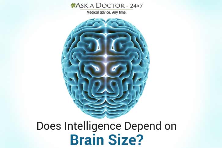 Truth or Myth: Size of Your Brain Determines Your Intelligence!
